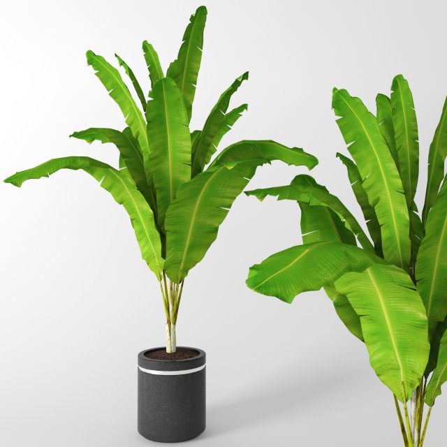 banana tree 3D मॉडल .c4d .max .obj .3ds .fbx .stl .blend 