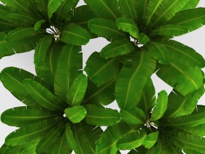 banana tree 3D मॉडल