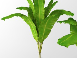 banana tree 3D मॉडल