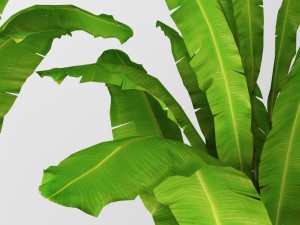 banana tree 3D मॉडल
