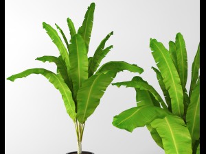 banana tree 3D मॉडल
