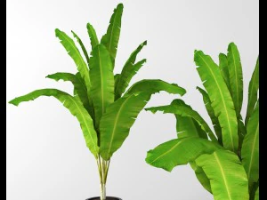 banana tree 3D Model