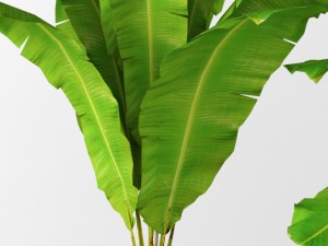 banana tree 3D मॉडल