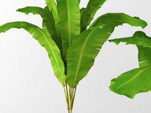banana tree 3D मॉडल