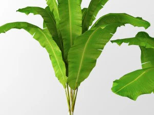 banana tree 3D Model