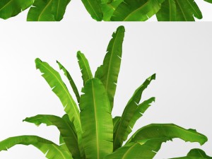 banana tree 3D मॉडल