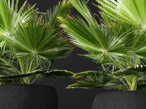 palm tree 3D 模型