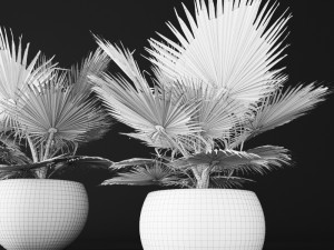 palm tree 3D 模型