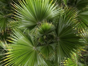 palm tree 3D 模型