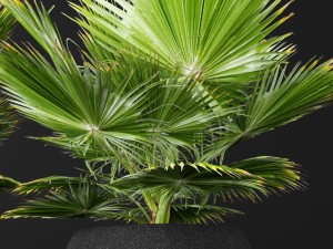 palm tree 3D 模型