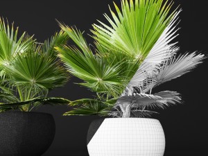 palm tree 3D 模型