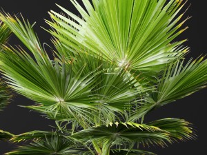 palm tree 3D 模型
