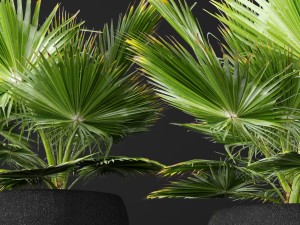 palm tree 3D 模型