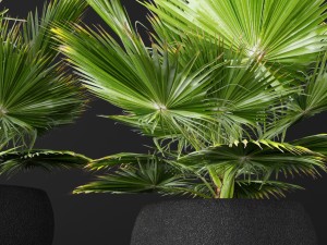 palm tree 3D 模型