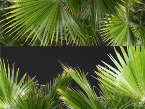palm tree 3D 模型