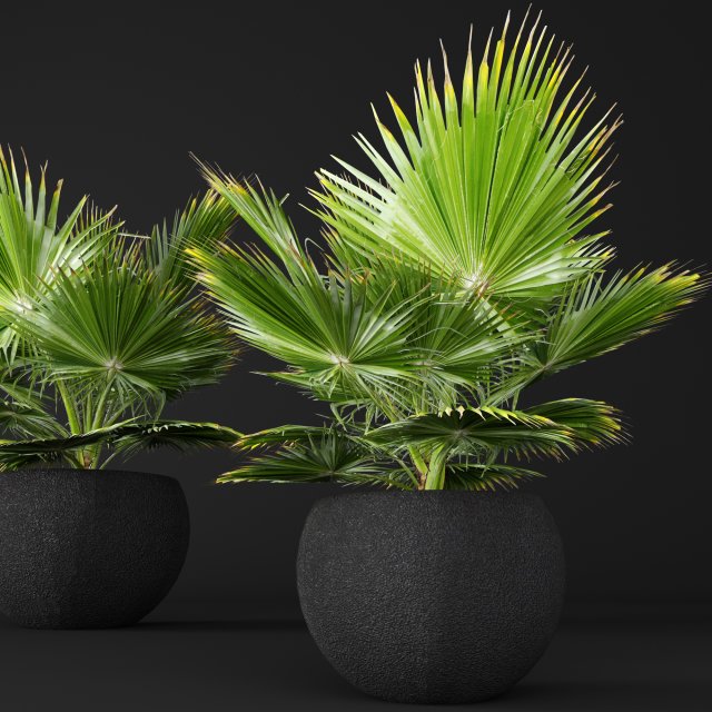 palm tree 3D 模型 .c4d .max .obj .3ds .fbx .stl .blend 