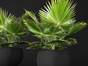 palm tree Modelo 3D