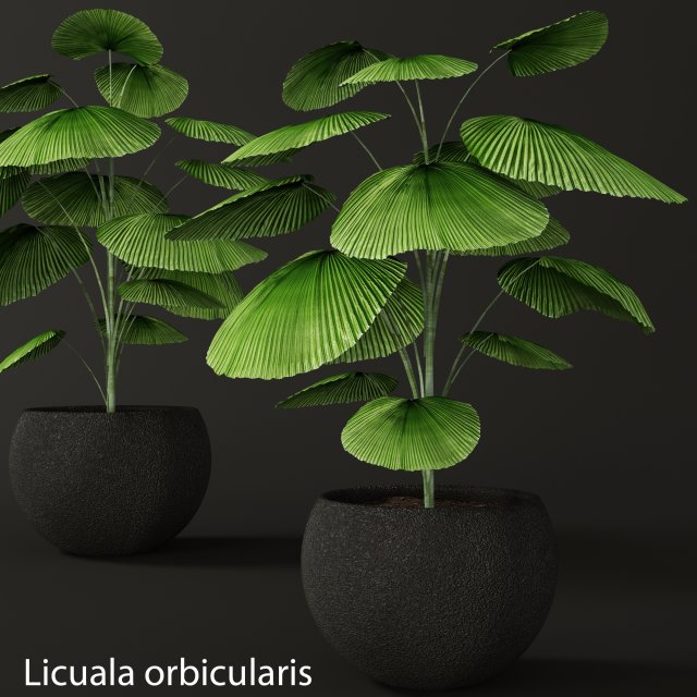 palm tree 3D 模型 .c4d .max .obj .3ds .fbx .stl .blend 