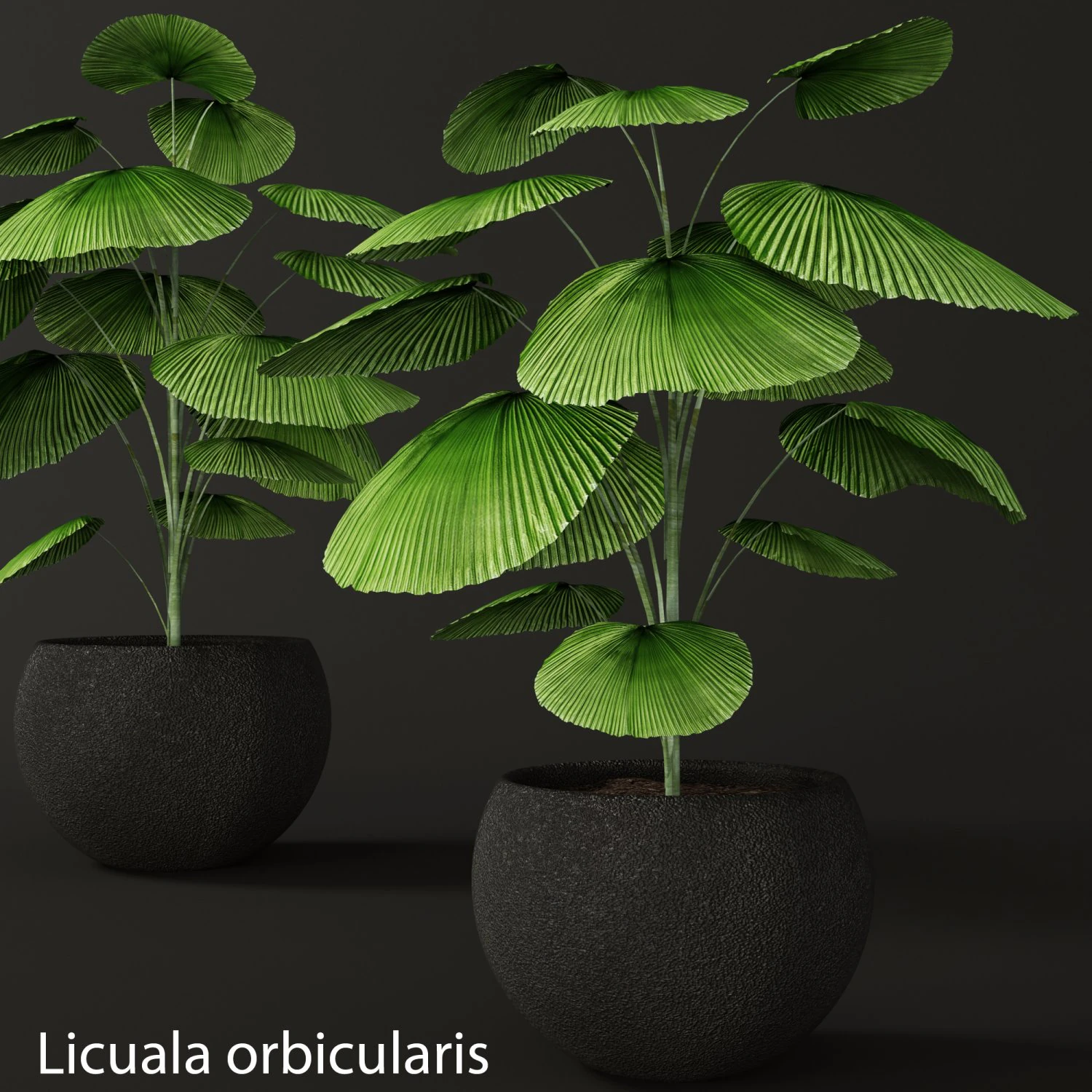 palm tree 3D Model .c4d .max .obj .3ds .fbx .stl .blend