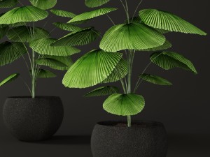 palm tree 3D Model