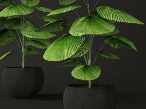 棕榈树 3D 模型