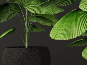palm tree 3D 模型