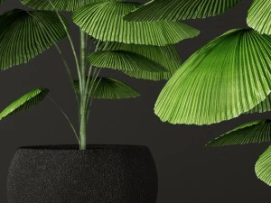 palm tree 3D Model