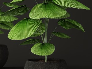 palm tree 3D 模型