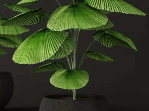 palm tree 3D Model