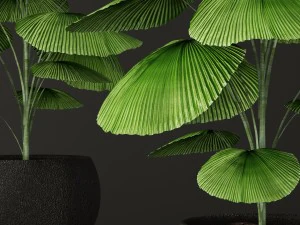 palm tree 3D Model