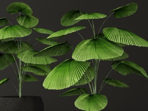 palm tree 3D 模型