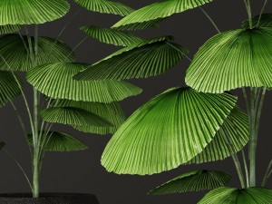 palm tree 3D 模型