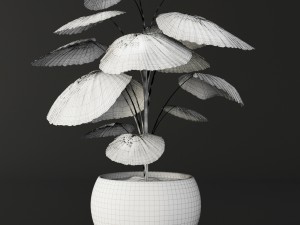 palm tree 3D 模型