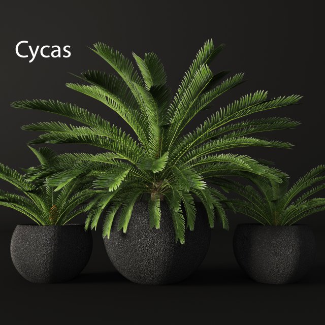 Palm Tree 3d Model In Tree 3dexport