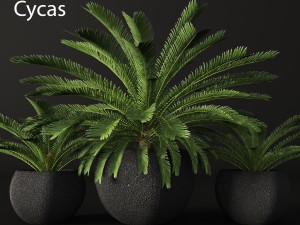palm tree 3D मॉडल