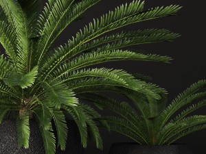 palm tree 3D 모델