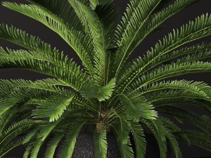 palm tree 3D 모델