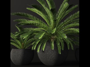 palm tree 3D 모델