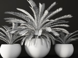 palm tree 3D 모델