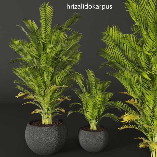 palm tree 3D 模型 .c4d .max .obj .3ds .fbx .stl .blend 