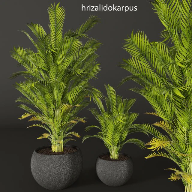 palma Modello 3D .c4d .max .obj .3ds .fbx .stl .blend 