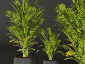palm tree 3D Model