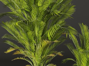 palm tree 3D 模型