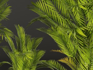 palm tree 3D 模型