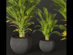 palm tree 3D 模型