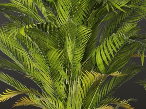 palm tree 3D 模型