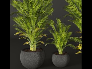 palm tree 3D 模型