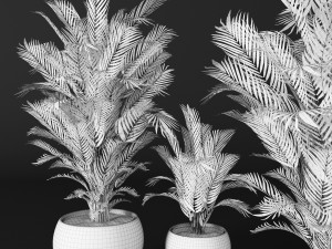 palm tree 3D 模型