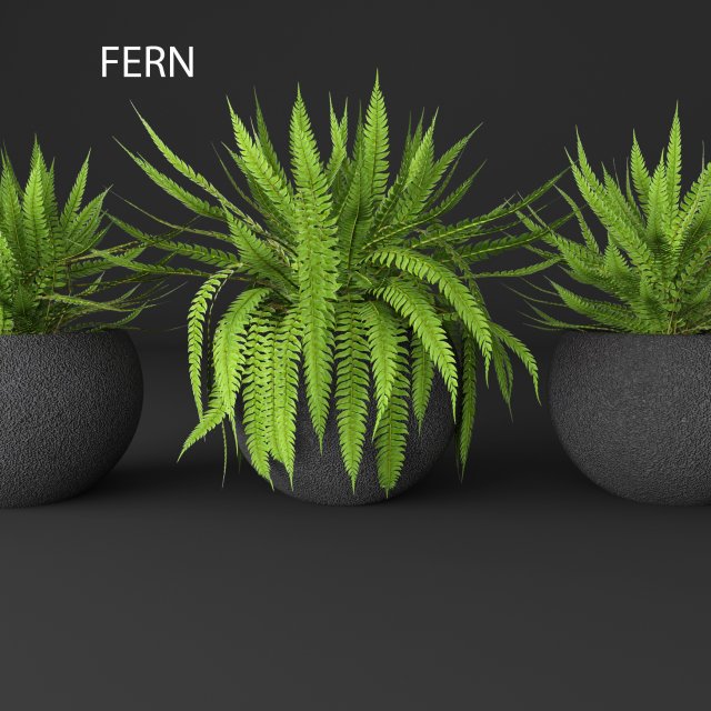 fern Modèle 3D .c4d .max .obj .3ds .fbx .stl .blend 