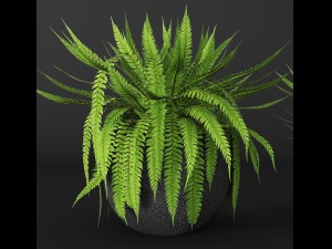 fern Modèle 3D